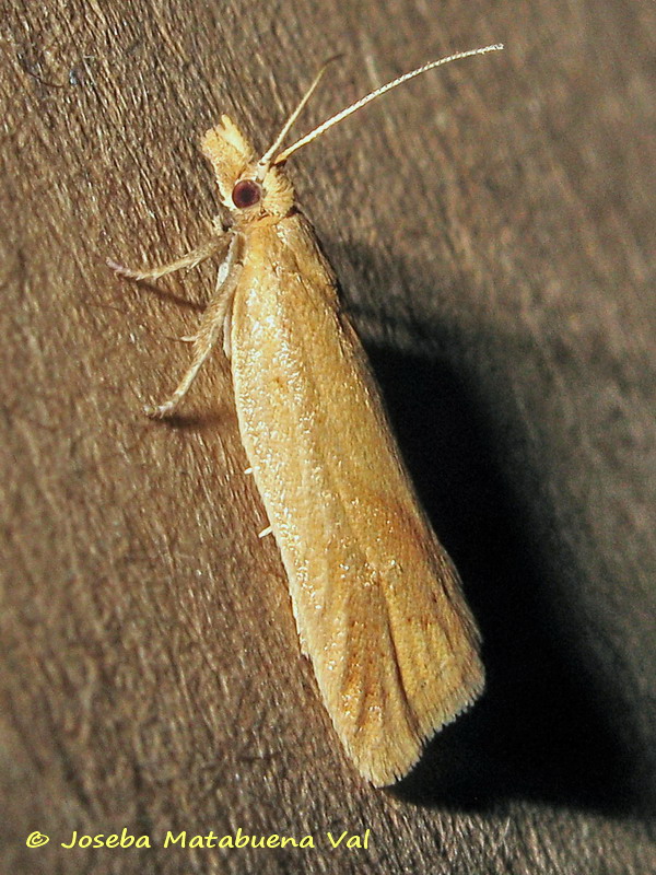Clepsis coriacanus - Tortricidae
